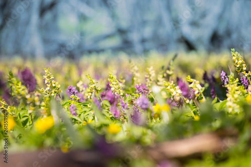 Fototapeta Naklejka Na Ścianę i Meble -  spring forest glade with flowers, natural background
