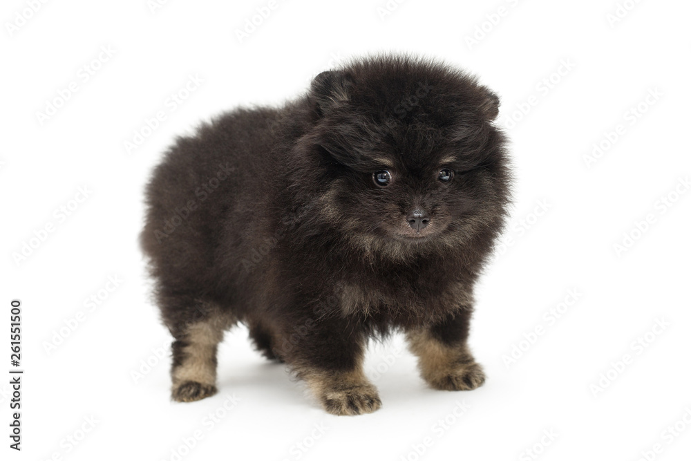 Obraz premium Little black Pomeranian puppy