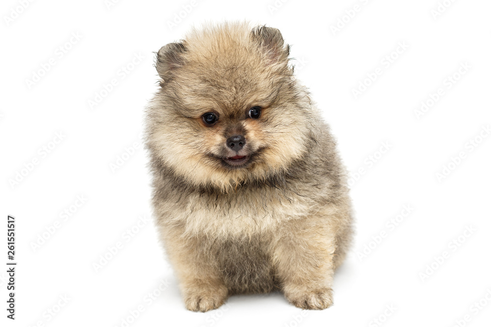 Little Pomeranian puppy Little Pomeranian puppy