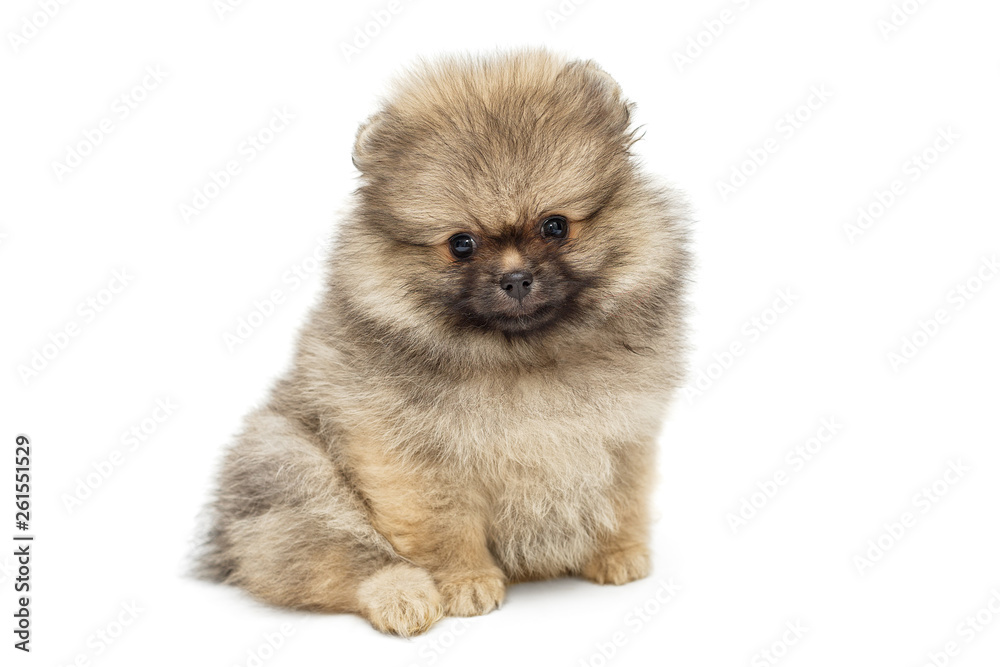 Little Pomeranian puppy