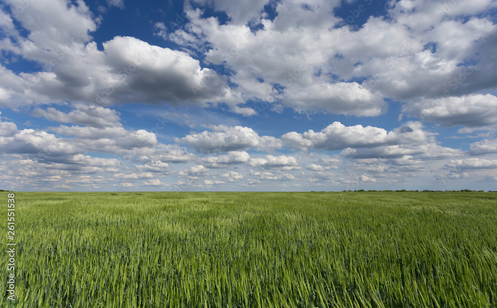 green spring field under a cloudy sky, rural landscape