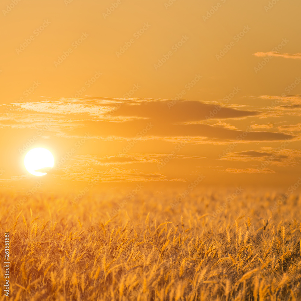 red sunset among the wheat fields