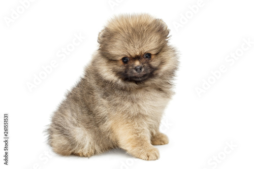 Little Pomeranian puppy