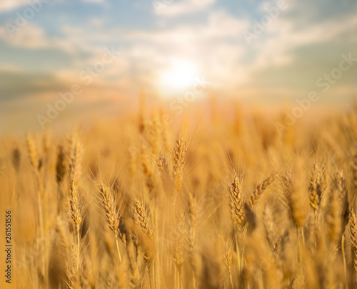summer wheat field at the sunset, agriculture background