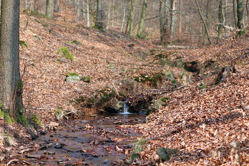 Un ruisseau dans la forêt