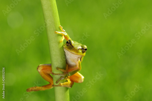 Green tree frog on grass
