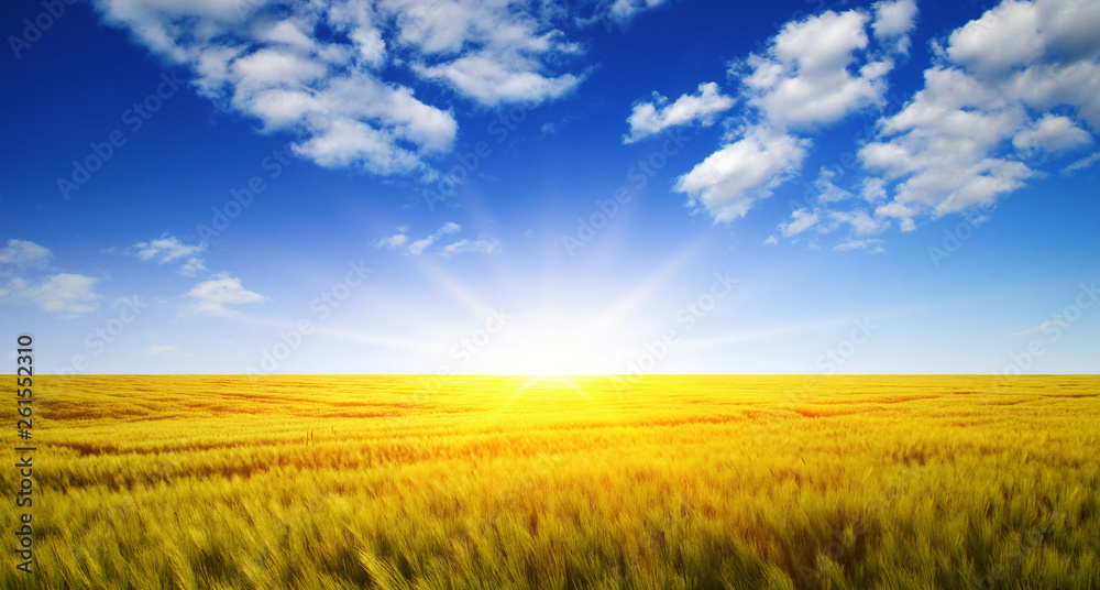 Wheat field and sun