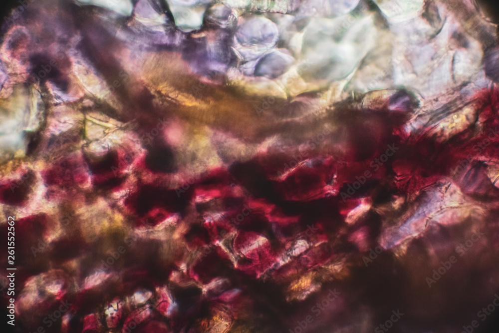 Fototapeta premium bio micro welten by tigerraw