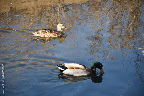 view of two ducks one green and yellow and the other brown in the water