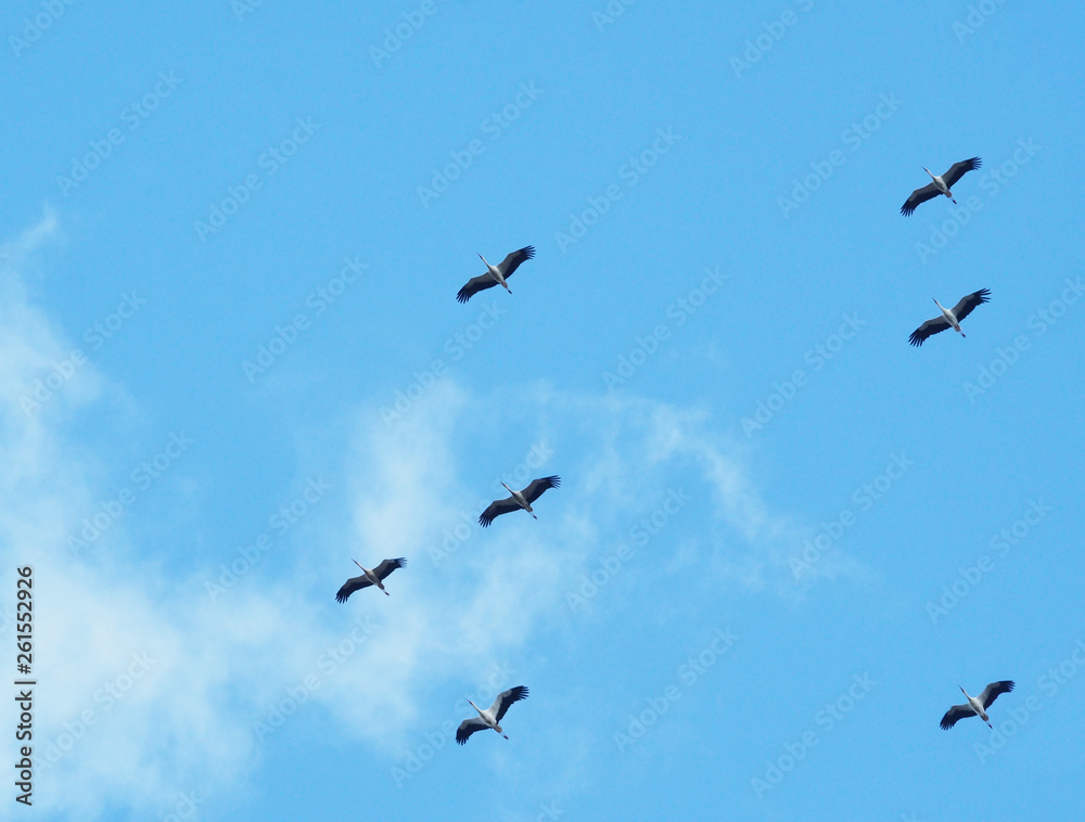 Fliegende Störche im Schwarm und Formation, die Zugvögel sind wieder da