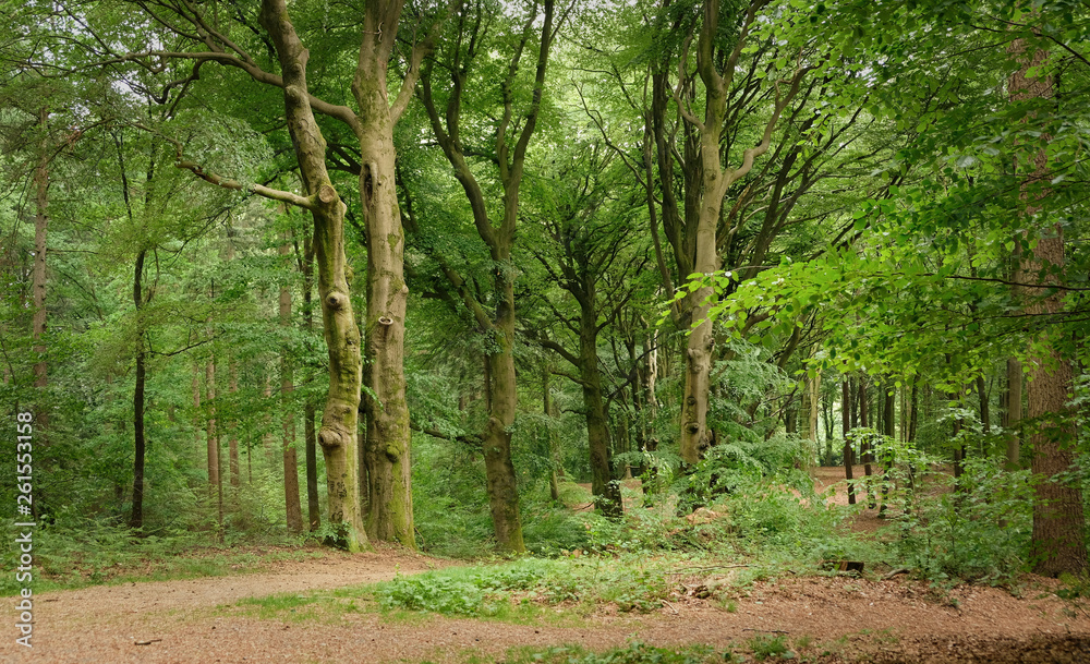 summer forest trees. nature green wood sunlight backgrounds dutch summer summer forest trees. nature green wood sunlight backgrounds dutch summer