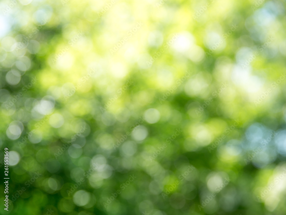 Natural green a blurred background Natural green a blurred background
