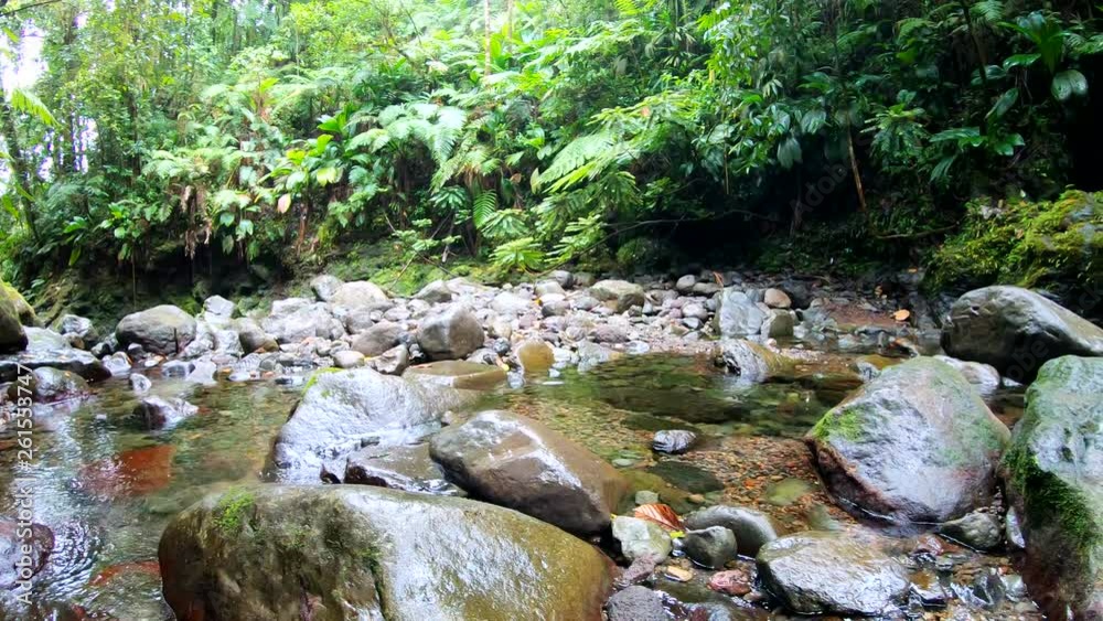 Stream in Basse Terre jungle in Guadeloupe. Lesser Antilles, Caribbean. 180 degrees pan movement Stream in Basse Terre jungle in Guadeloupe. Lesser Antilles, Caribbean. 180 degrees pan movement