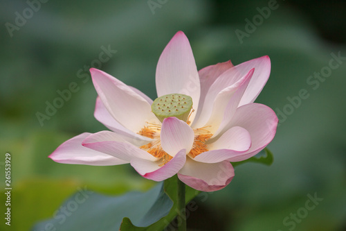 lotus in pond