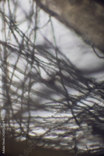 bio micro welten by tigerraw