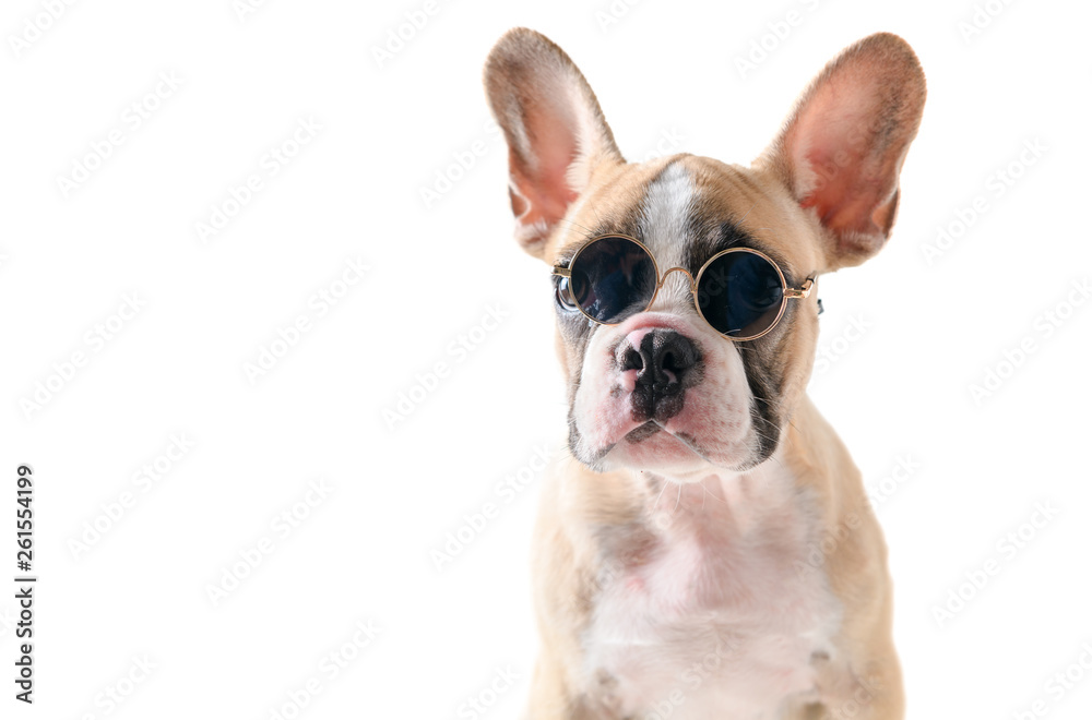 Cute french bulldog wear sunglass isolated