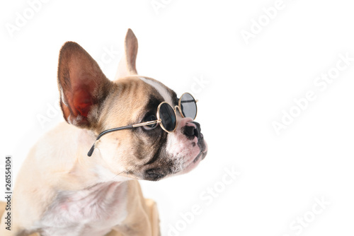 Fototapeta Naklejka Na Ścianę i Meble -  Cute french bulldog wear sunglass looking right side
