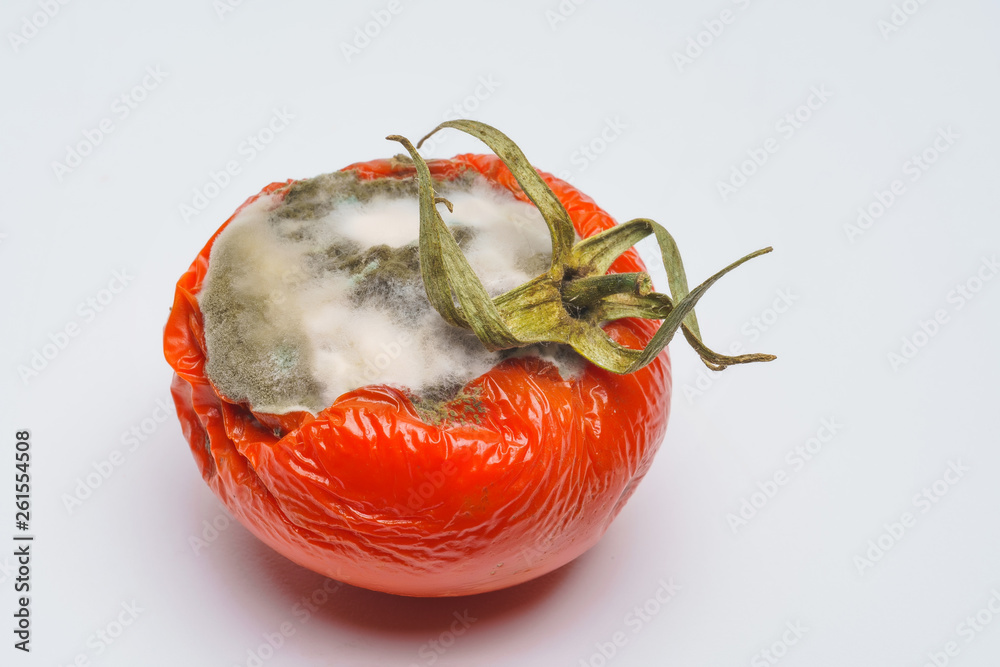 Rotten tomatoes isolated on white background. Moldy vegetable Stock Photo -  Alamy