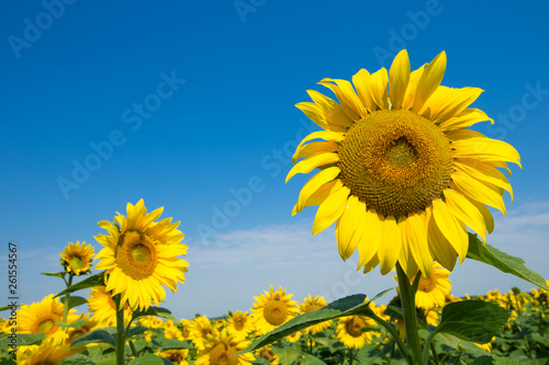 sunflower over cloudy blue sky