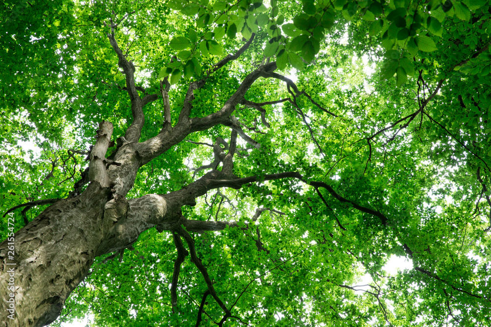 Fototapeta premium Forest trees. nature green wood sunlight backgrounds
