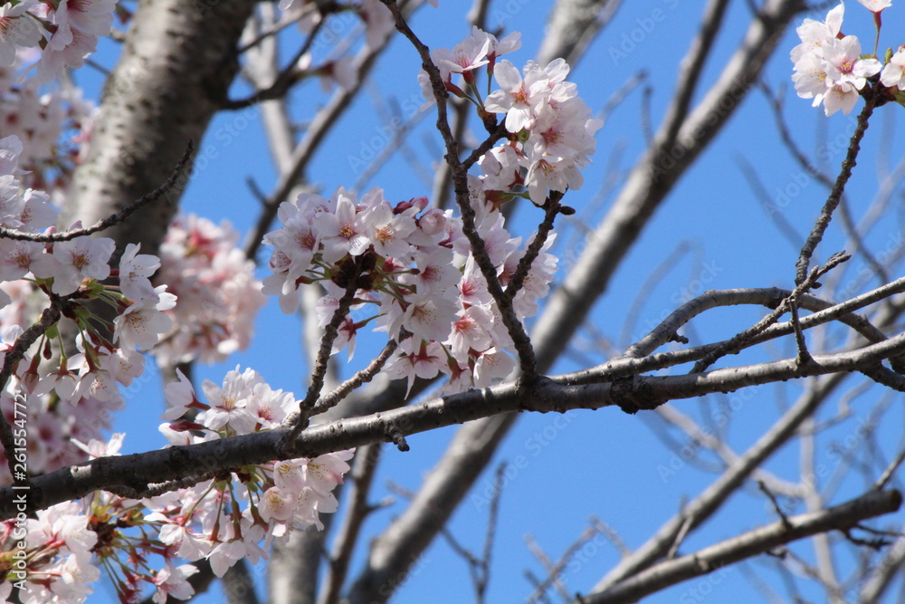 When the spring comes, we start to look forward to the Cherry blossom viewing (picnic party) in Japan. When the spring comes, we start to look forward to the Cherry blossom viewing (picnic party) in Japan.