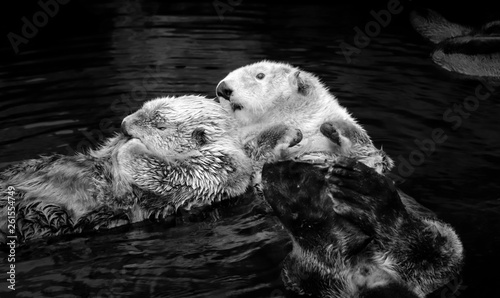 Couple of Wild Sea otter floating in the water