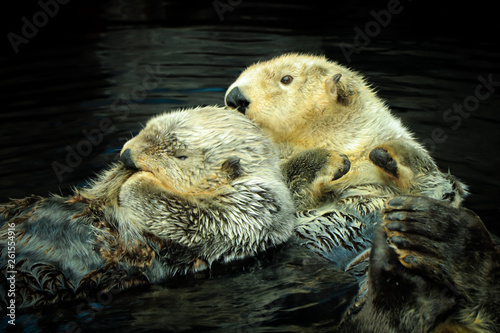 Couple of Wild Sea otters floating in the water © nvphoto