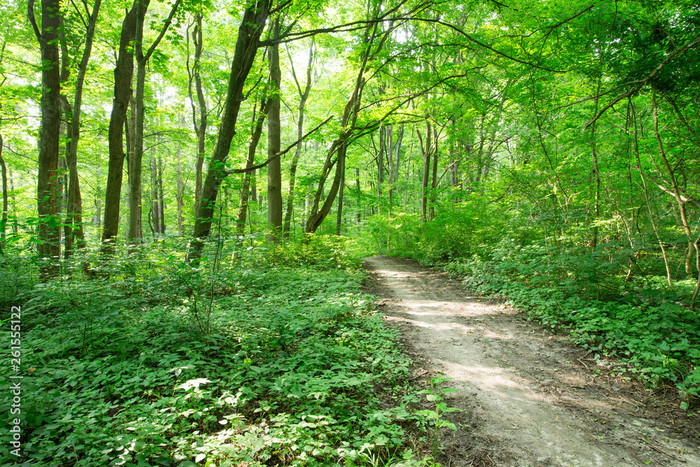 Forest trees. nature green wood sunlight backgrounds Forest trees. nature green wood sunlight backgrounds