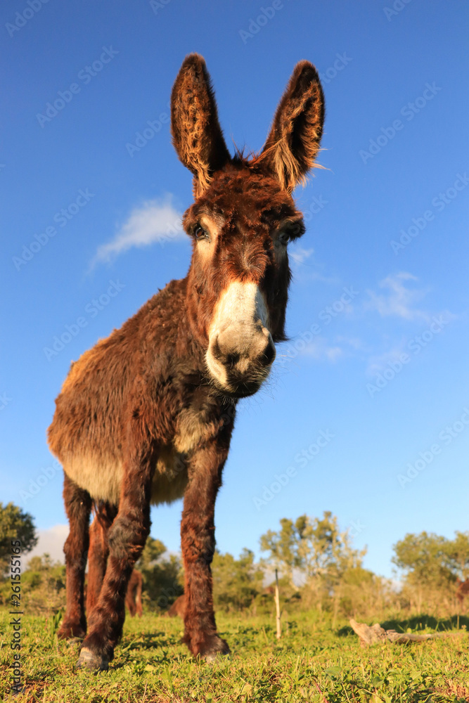 Donkey close up