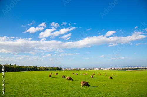 北海道、札幌の牧場の風景