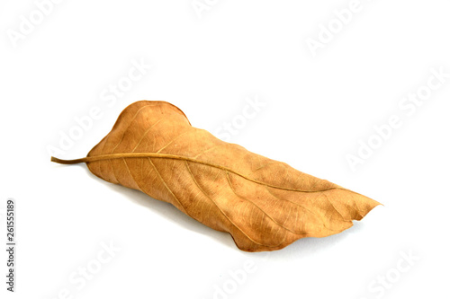 dry leaf isolated on white background