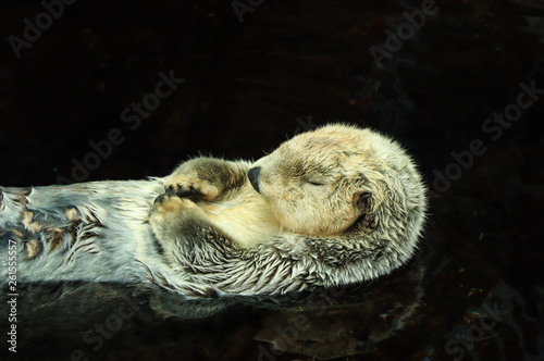 Wild Sea otter floating in the water