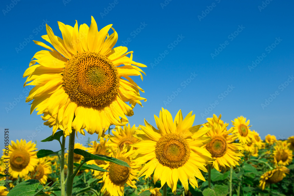sunflower over cloudy blue sky sunflower over cloudy blue sky