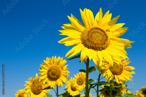 sunflower over cloudy blue sky