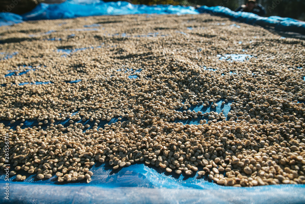 Sun dried Arabica coffee beans on blue net with copy space in the Akha village of Maejantai on the hill in Chiang Mai, Thailand.