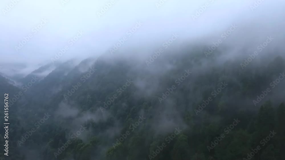 The mysterious tops of the trees in the fog. The mysterious tops of the trees in the fog.