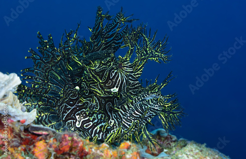 Incredible Underwater World - Lacy scorpionfish - Rhinopias aphanes. Papua New Guinea, Milne Bay. photo