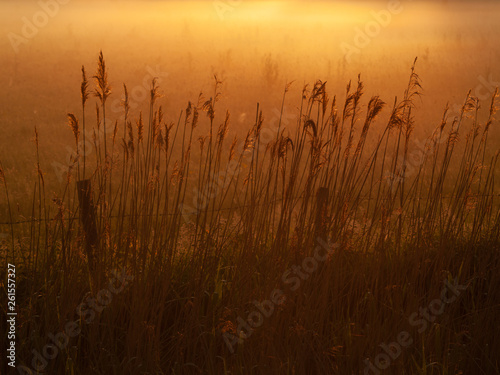 Reeds in the misty orange dawn