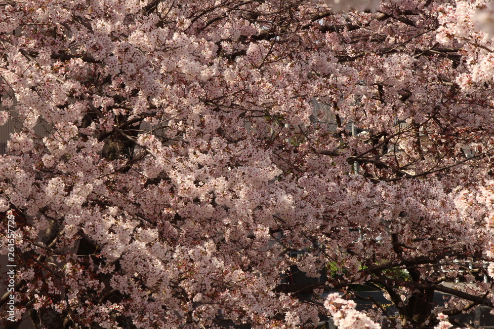When the spring comes, we start to look forward to the Cherry blossom viewing (picnic party) in Japan. When the spring comes, we start to look forward to the Cherry blossom viewing (picnic party) in Japan.