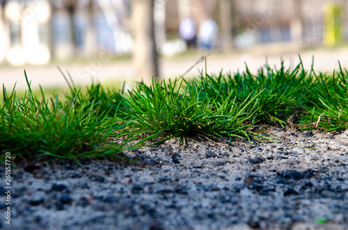 Small green bushes, lawns, plants, grass growing on the ground. Macro