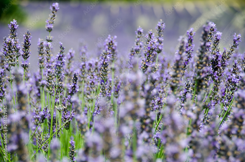 Fototapeta premium Lavendel Provence 