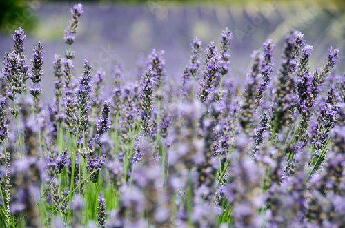 Lavendel Provence 