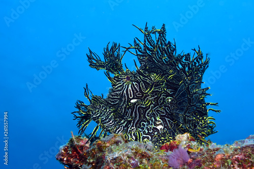 Incredible Underwater World - Lacy scorpionfish - Rhinopias aphanes. Papua New Guinea, Milne Bay. photo