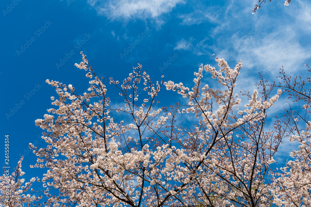 Japanese spring scenic with cherry blossom. Japanese spring scenic with cherry blossom.