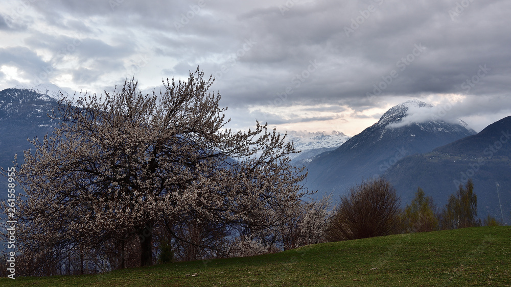 Bloomy cherry tree with Valmalenco valley in back ground, during a cloudy day. Bloomy cherry tree with Valmalenco valley in back ground, during a cloudy day.