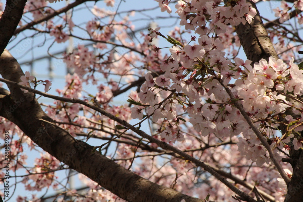 When the spring comes, we start to look forward to the Cherry blossom viewing （picnic party） in Japan.