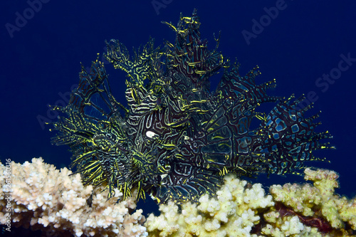 Incredible Underwater World - Lacy scorpionfish - Rhinopias aphanes. Papua New Guinea, Milne Bay. photo