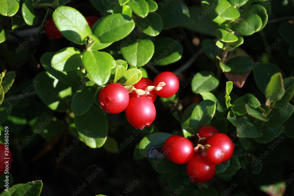 Obraz premium big or red ripe berries of a cowberry, beauty