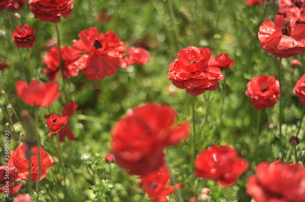 flowers flowers