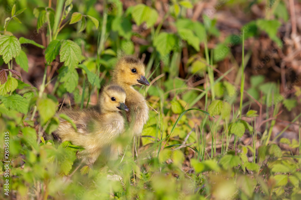 Goose4 Goose4